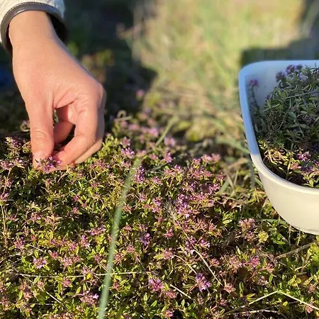 Stanzietta Novigrad For 10 At Olive Orchard Вилла Новиград